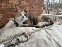 Lost Female Cat last seen Off of Polk County Line Rd near Hwy 108, Rutherfordton, NC 28139