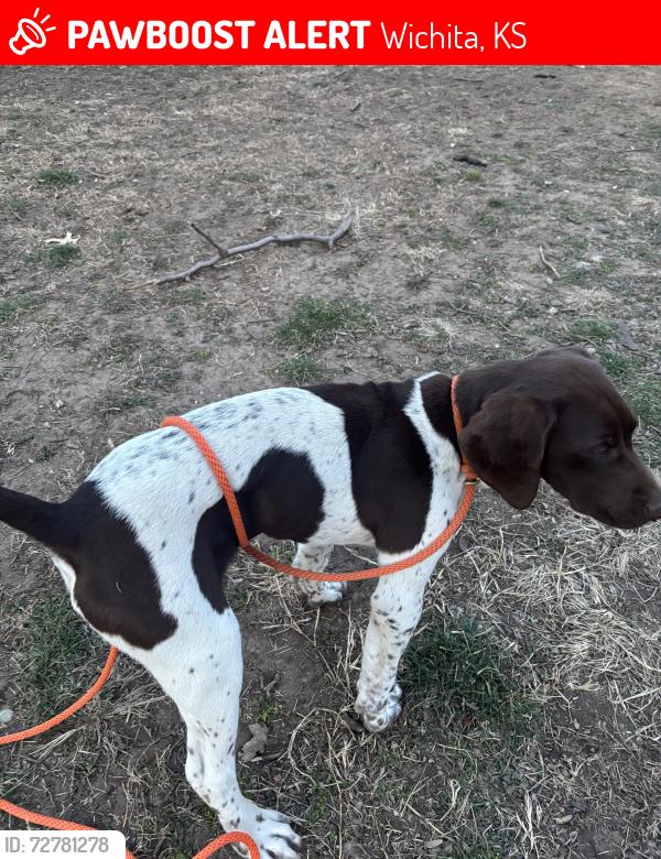 Lost Male Dog last seen Near n mars st , Wichita, KS 67212