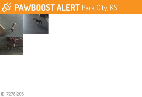 Found/Stray Unknown Dog last seen 53rd St N & 135 - Park City, Park City, KS 67219