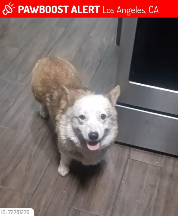 Lost Female Dog last seen E 118th dr, Los Angeles, CA 90059