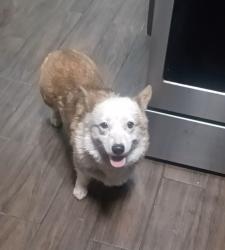 Lost Female Dog last seen E 118th dr, Los Angeles, CA 90059