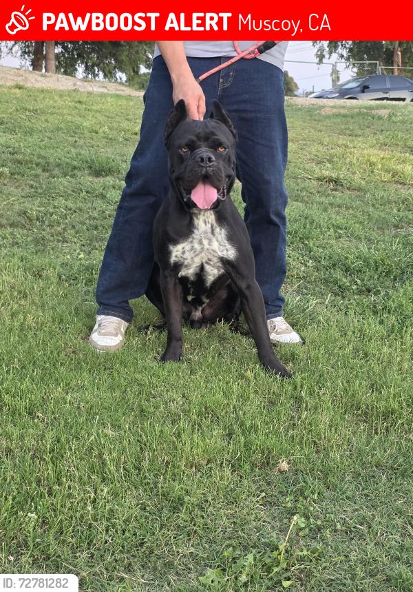 Lost Male Dog last seen Acapulco st, Muscoy, CA 92407
