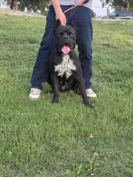 Lost Male Dog last seen Acapulco st, Muscoy, CA 92407
