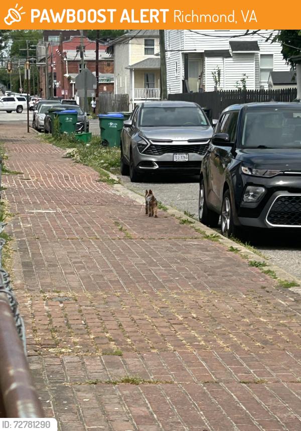 Found/Stray Unknown Dog last seen Stockton & E 14th Street , Richmond, VA 23224