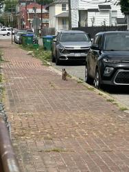 Found/Stray Unknown Dog last seen Stockton & E 14th Street , Richmond, VA 23224