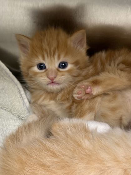 Shelter Stray Female Cat last seen Memphis, TN , Bartlett, TN 38134
