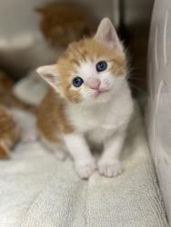 Shelter Stray Female Cat last seen Memphis, TN , Bartlett, TN 38134