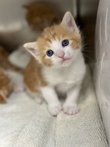 Shelter Stray Female Cat last seen Memphis, TN , Bartlett, TN 38134