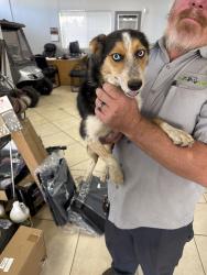 Found/Stray Female Dog last seen hargrave & ramse, Banning, CA 92220