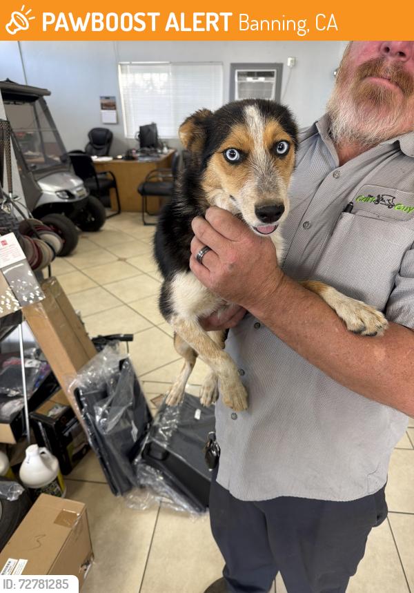 Found/Stray Female Dog last seen hargrave & ramse, Banning, CA 92220
