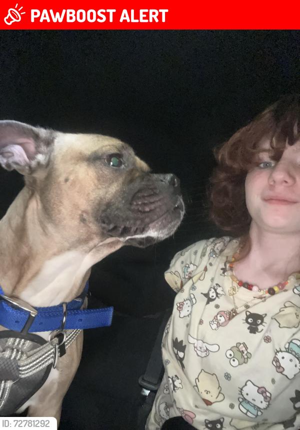 Lost Male Dog last seen Harwood, North Richland Hills, TX 76180