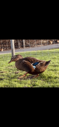 Lost Female Other last seen 136th and holgate /gates park, Portland, OR 97236