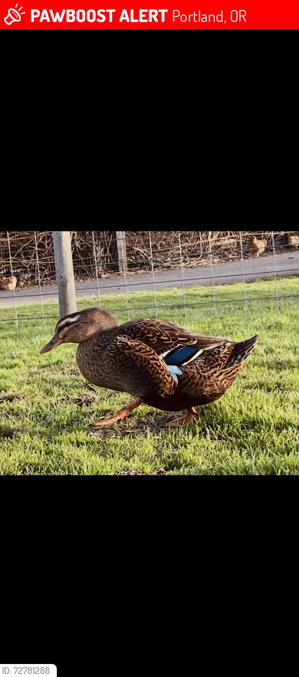 Lost Female Other last seen 136th and holgate /gates park, Portland, OR 97236