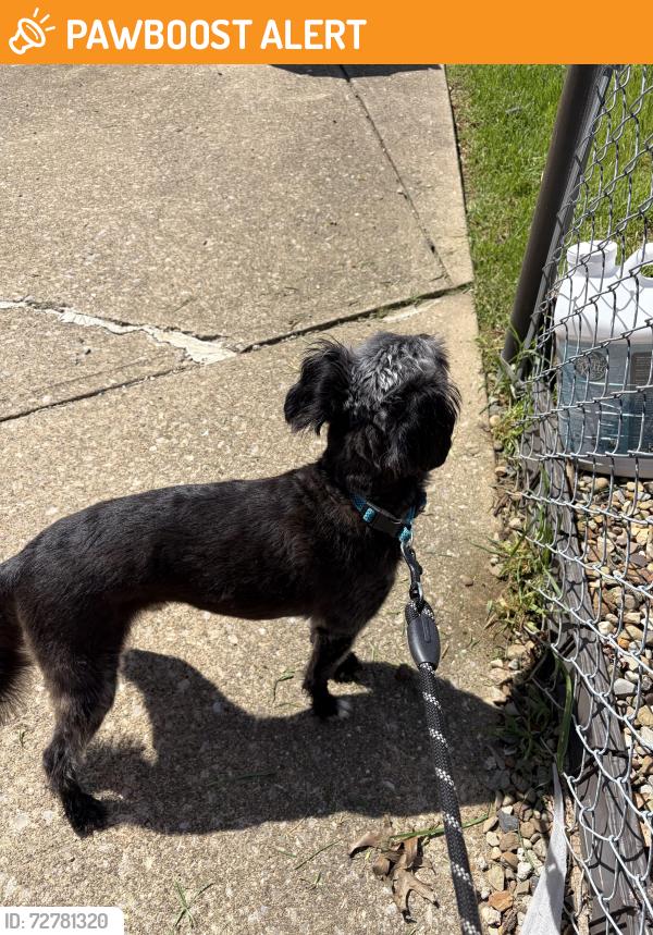 Found/Stray Male Dog last seen 15th and lakeside nw canton, Canton Township, OH 44708