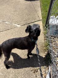 Found/Stray Male Dog last seen 15th and lakeside nw canton, Canton Township, OH 44708