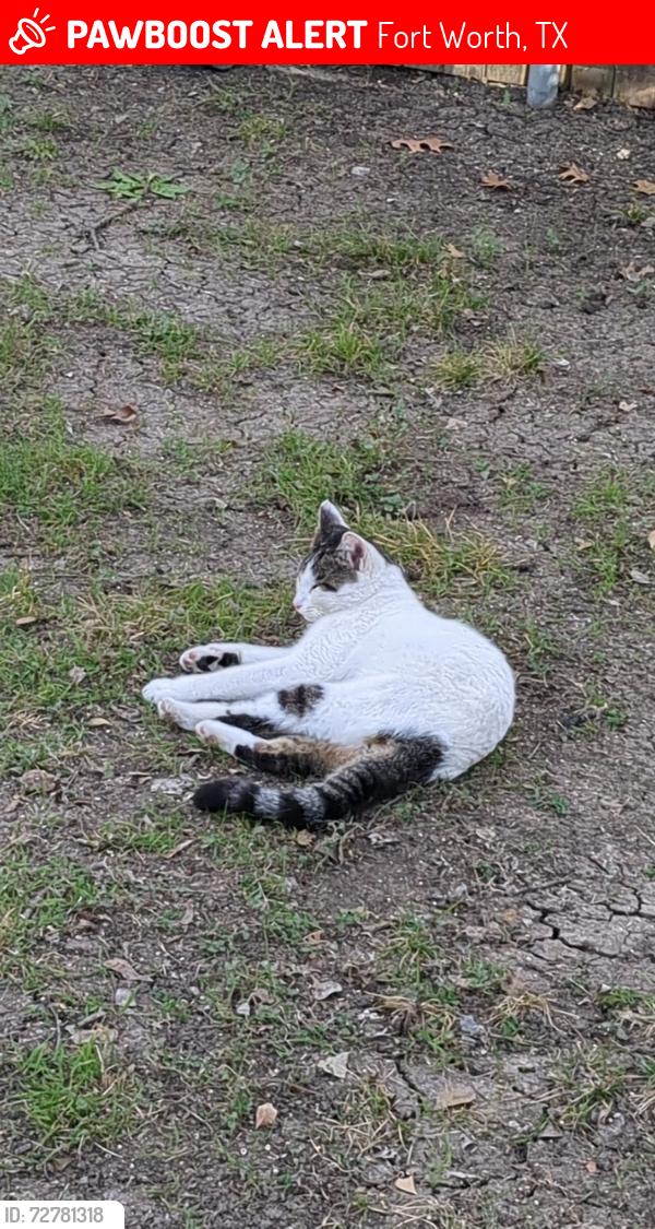 Lost Male Cat last seen Off longstraw and wrenwood, Fort Worth, TX 76137