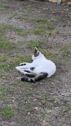 Lost Male Cat last seen Off longstraw and wrenwood, Fort Worth, TX 76137