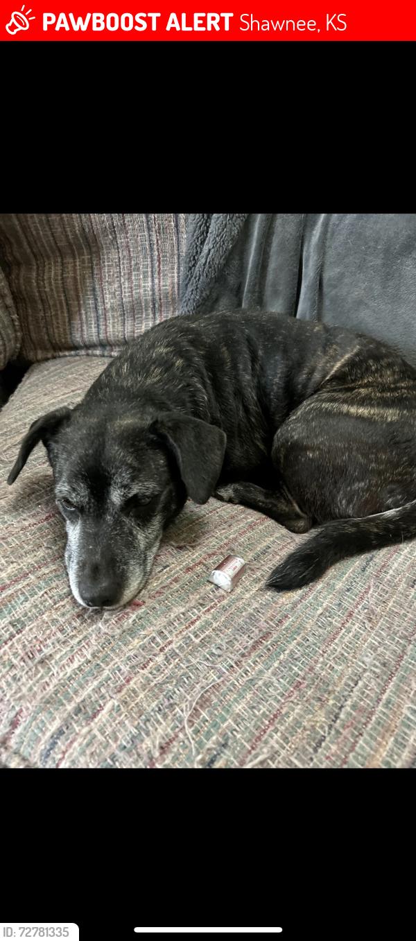 Lost Female Dog last seen 47th and Antioch, Shawnee, KS 66203