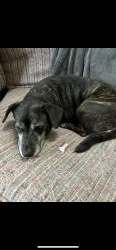 Lost Female Dog last seen 47th and Antioch, Shawnee, KS 66203