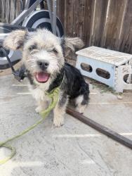 Found/Stray Female Dog last seen Mallory st, Muscoy, CA 92407