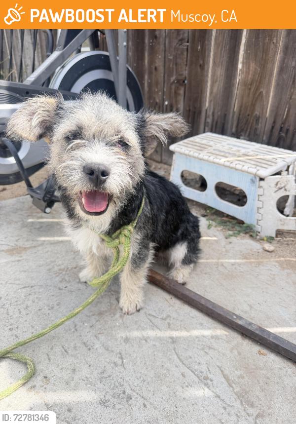 Found/Stray Female Dog last seen Mallory st, Muscoy, CA 92407