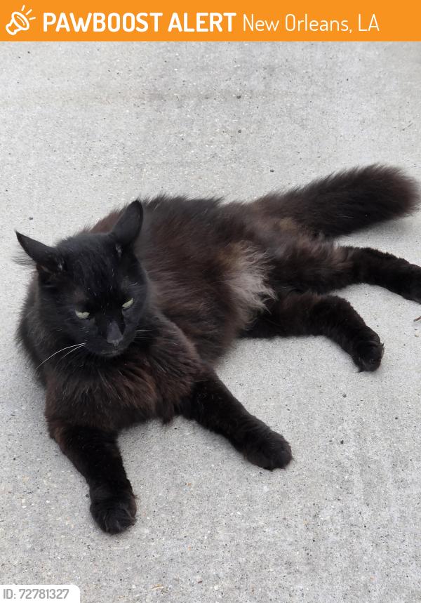 Found/Stray Unknown Cat last seen Robert, New Orleans, LA 70115