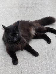 Found/Stray Unknown Cat last seen Robert, New Orleans, LA 70115