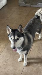 Found/Stray Female Dog last seen 11th avenue and Anderson Dr. 85023, Phoenix, AZ 85053