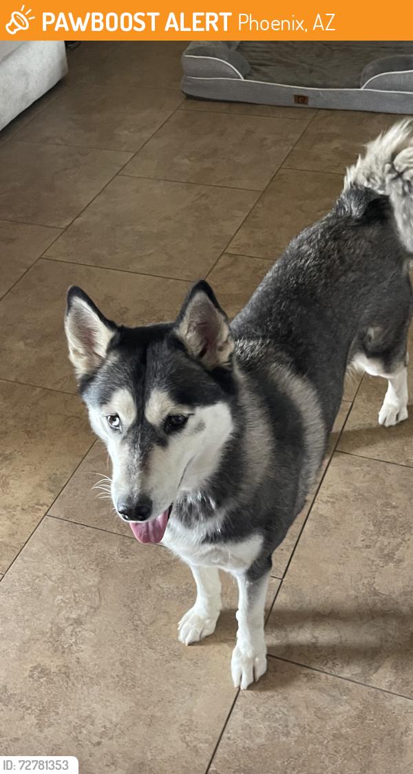 Found/Stray Female Dog last seen 11th avenue and Anderson Dr. 85023, Phoenix, AZ 85053