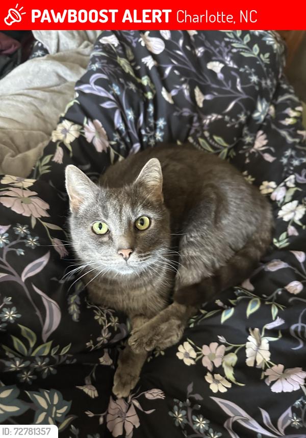 Lost Male Cat last seen Swans Run, Charlotte, NC 28226