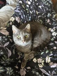 Lost Male Cat last seen Swans Run, Charlotte, NC 28226