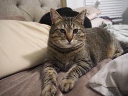 Lost Male Cat last seen Hilliard Blvd & Devonshire Oval, Westlake, OH 44145