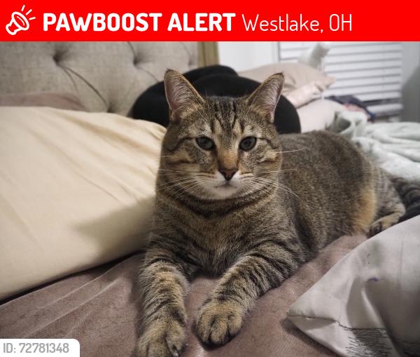 Lost Male Cat last seen Hilliard Blvd & Devonshire Oval, Westlake, OH 44145