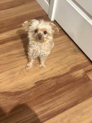 Lost Male Dog last seen Butler and Robert st , West Saint Paul, MN 55118