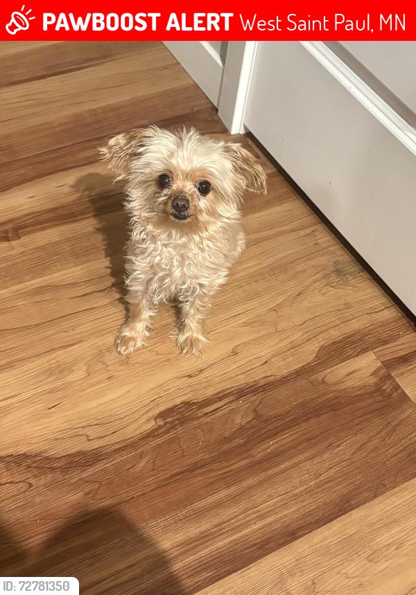 Lost Male Dog last seen Butler and Robert st , West Saint Paul, MN 55118