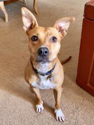 Lost Female Dog last seen Merando Drive and Willow Ave, Monessen, PA 15062