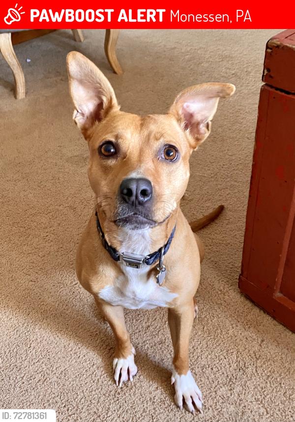 Lost Female Dog last seen Merando Drive and Willow Ave, Monessen, PA 15062