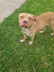 Found/Stray Male Dog last seen Pine Valley and Kleberg, Dallas, TX 75253