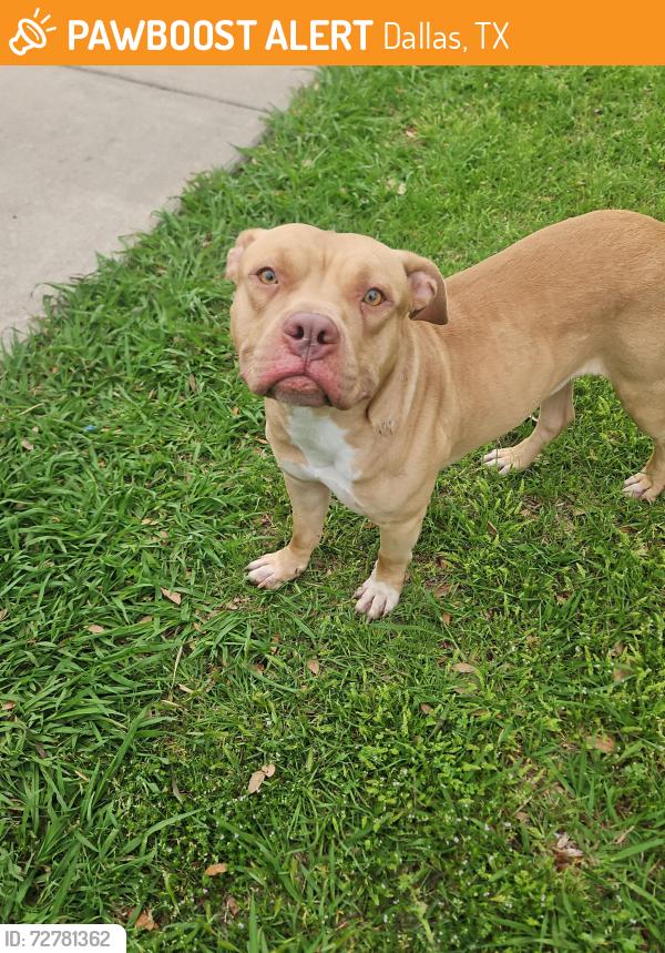 Found/Stray Male Dog last seen Pine Valley and Kleberg, Dallas, TX 75253