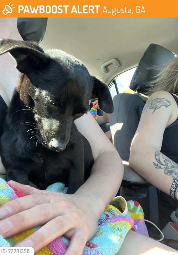 Found/Stray Male Dog last seen beach , Augusta, GA 30904