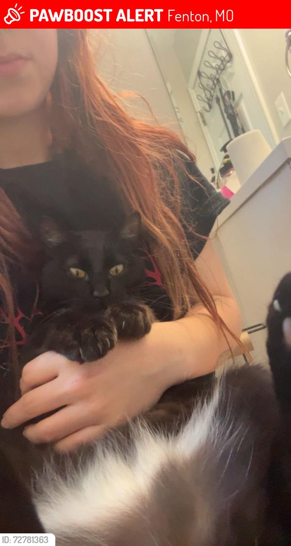 Lost Male Cat last seen Near Sheffield lane, Fenton, MO 63026