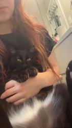 Lost Male Cat last seen Near Sheffield lane, Fenton, MO 63026