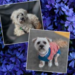 Lost Female Dog last seen Cowen Park, Seattle, WA 98115