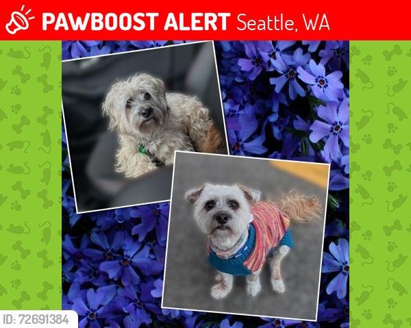 Lost Female Dog last seen Cowen Park, Seattle, WA 98115