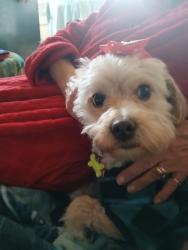 Lost Female Dog last seen Mailbox, Belen, NM 87002