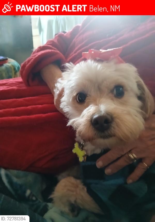 Lost Female Dog last seen Mailbox, Belen, NM 87002