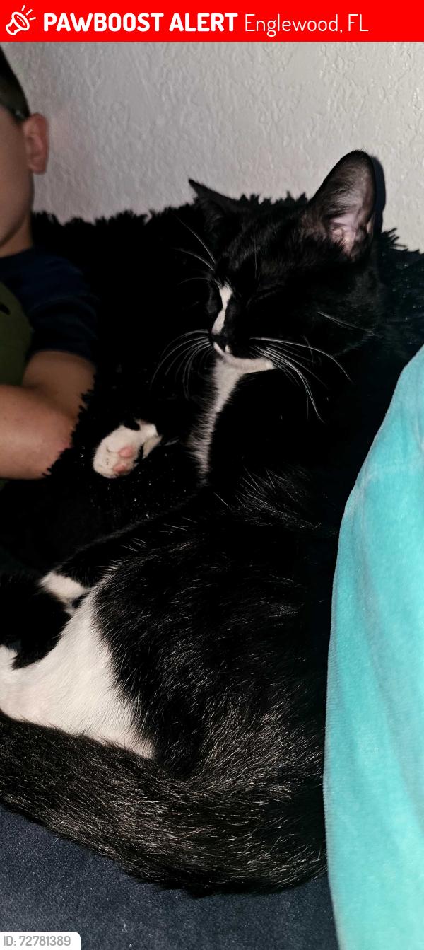 Lost Male Cat last seen Tunis ave, Englewood, FL 34224