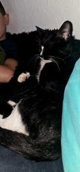 Lost Male Cat last seen Tunis ave, Englewood, FL 34224