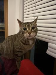 Found/Stray Unknown Cat last seen Addison and Cicero, Chicago, IL 60641