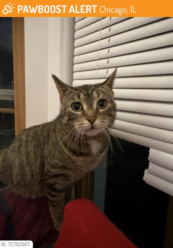 Found/Stray Unknown Cat last seen Addison and Cicero, Chicago, IL 60641